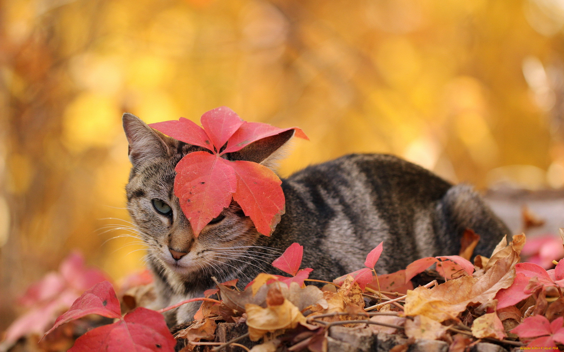 Кот в листьях